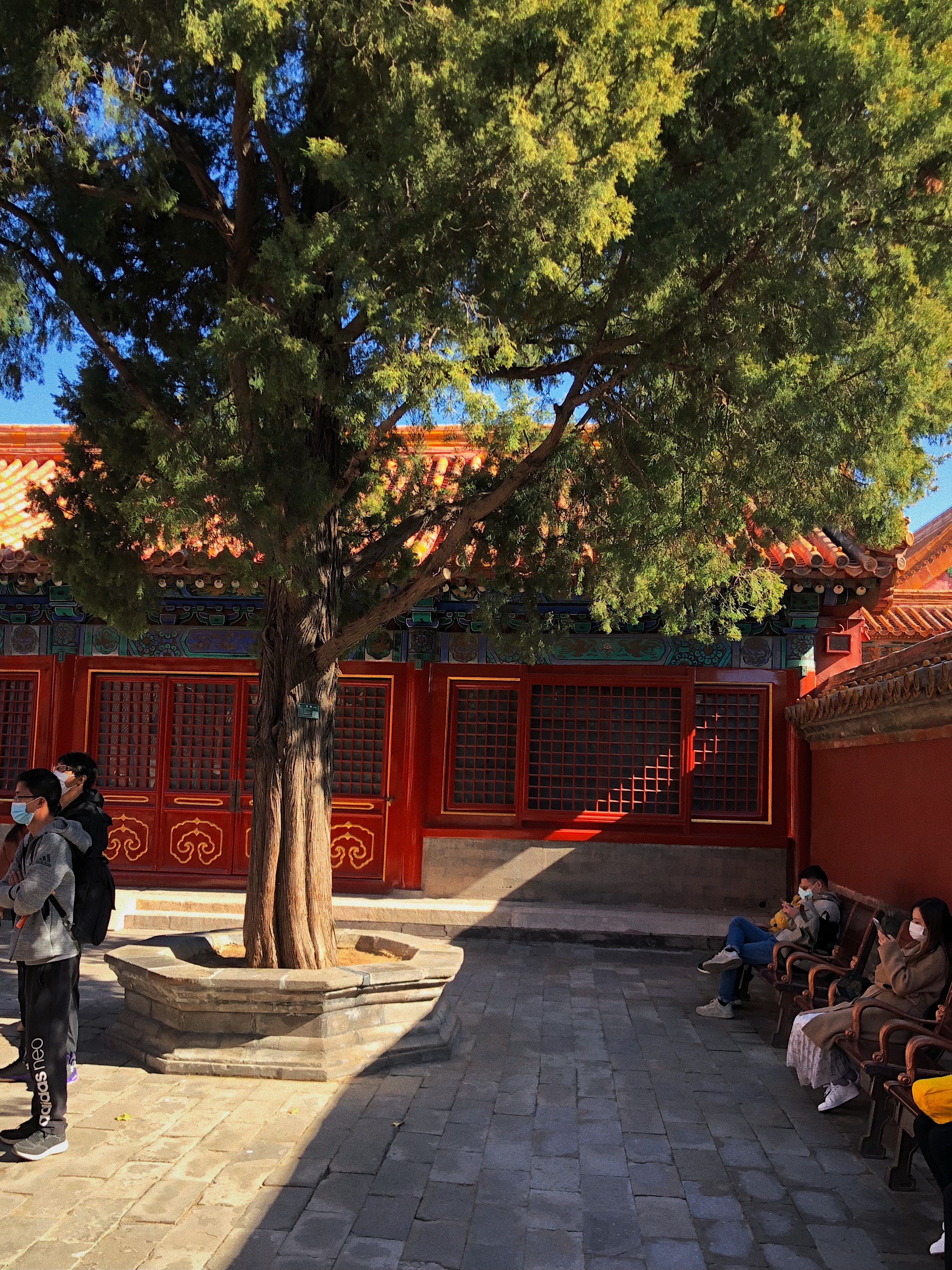 an over 200 year-old tree in the Yuanming Yuan that I took in Beijing