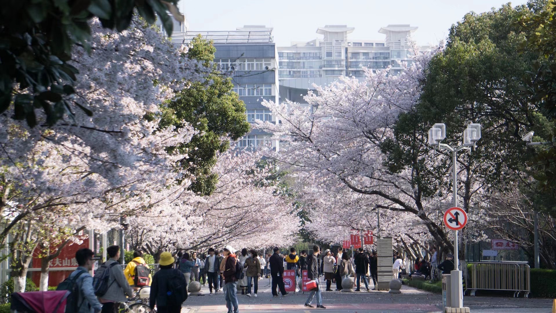 Students walk through the cherry blossom campus in April